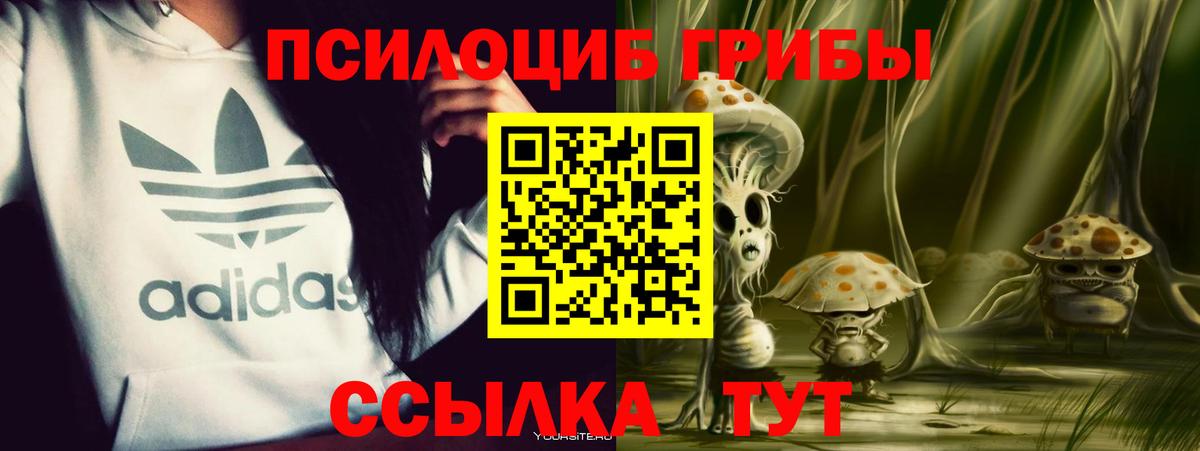 Галлюциногенные грибы Psilocybe Осинники